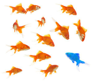 Apartments For Rent in Katy TX, Oak Park Apartments A group of twelve orange goldfish and one blue goldfish swimming against a white background, just like how you can arrange an apartment sofa in different ways to fit your style. Oak Park Trails Apartments in Katy 2005 S. Mason Rd Katy, TX 77450 p: (713) 574-2026 f: (281) 647-6230